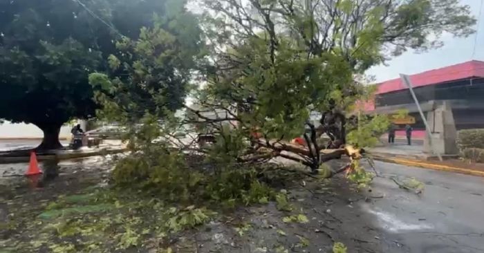 Dejan las rachas de viento varios árboles caídos en Puebla capital