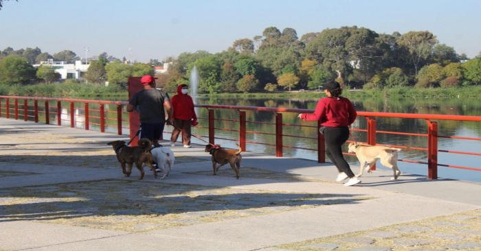 Realizarán curso de adiestramiento canino gratuito