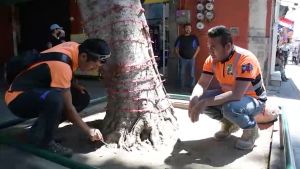Detecta ayuntamiento árbol con riesgo de caída en la 5 de mayo