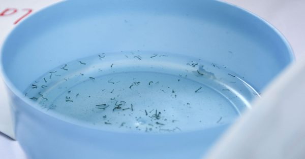 Suma Puebla 2 mil 454 casos acumulados de dengue en 2023: Salud