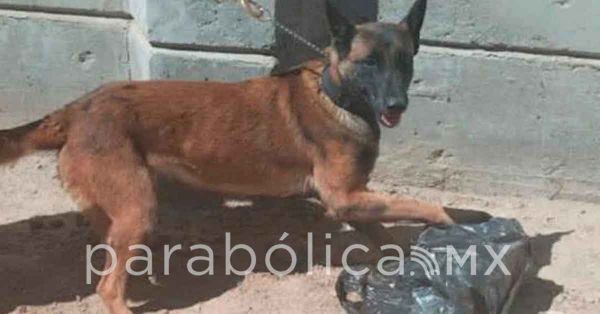 Detectan caninos droga en los penales de Puebla, Ciudad Serdán y Tepexi