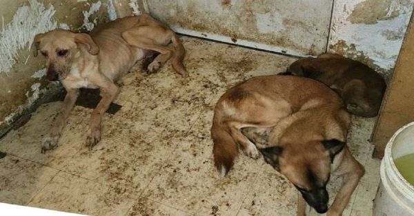 Habrá denuncia por el caso de maltrato a 10 perros en Héroes de Puebla