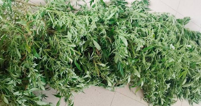 Asegura SSP una planta de marihuana en Xochitlán