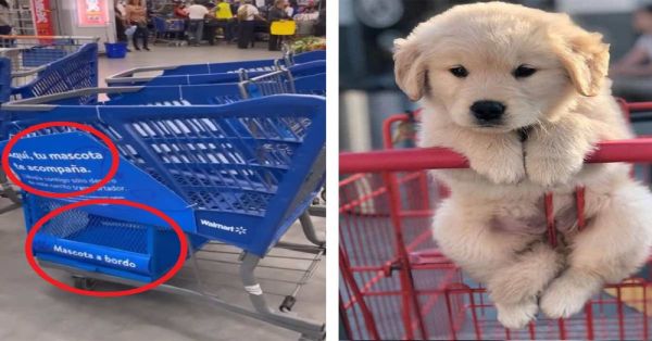 Permiten a los lomitos subir a los carritos del supermercado