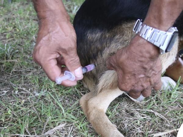 Con esterilizaciones, Salud busca reducir enfermedades que afecten a la población