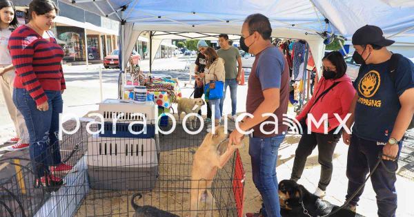 Realizan jornada de adopciones en Galer&iacute;a las &Aacute;nimas