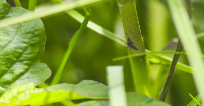 Reportan casos de dengue en 48 comunidades de Puebla