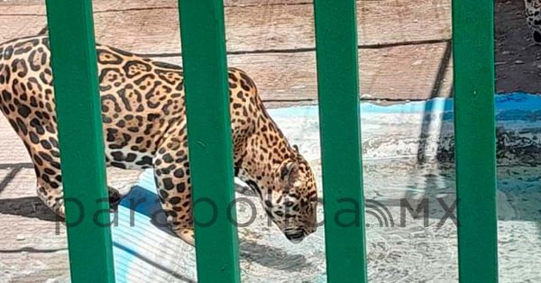 Clausuran quinta de animales exóticos en Nuevo León