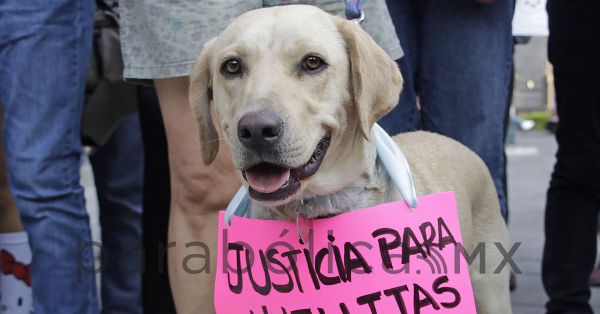 Presentadas 35 denuncias penales por delitos contra animales