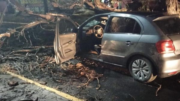 Deja dos heridos el colapso de un árbol en calles de Tehuacán