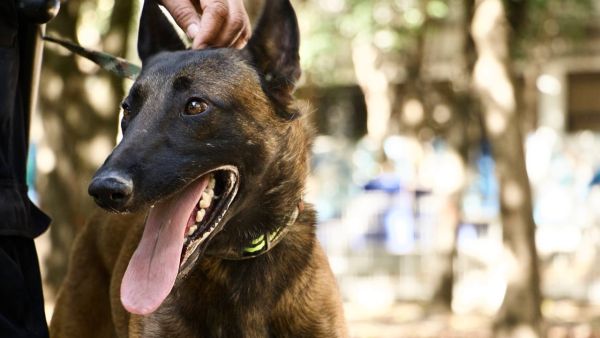 Se suma Rocky al cuidado del Parque Ju&aacute;rez