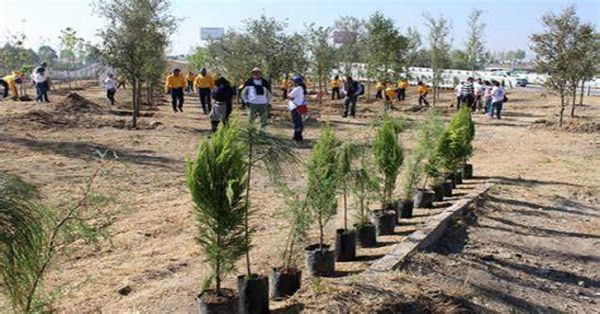 Sembrarán 9 millones de árboles en Puebla