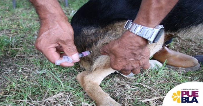 Realizan esterilizaciones a mascotas para reducir enfermedades