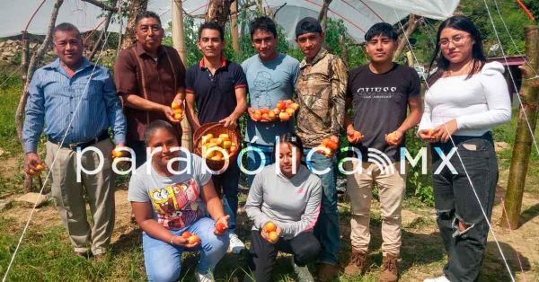 Construyen estudiantes del IEDEP en Pantepec vivero de jitomate Donatello