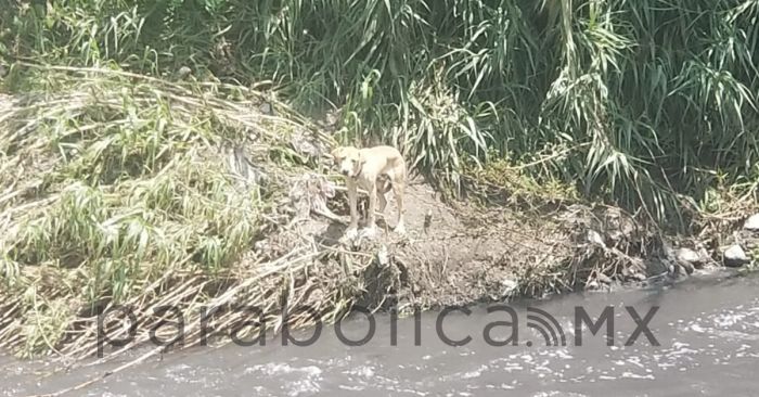 Rescatan a perrito atrapado en el Atoyac