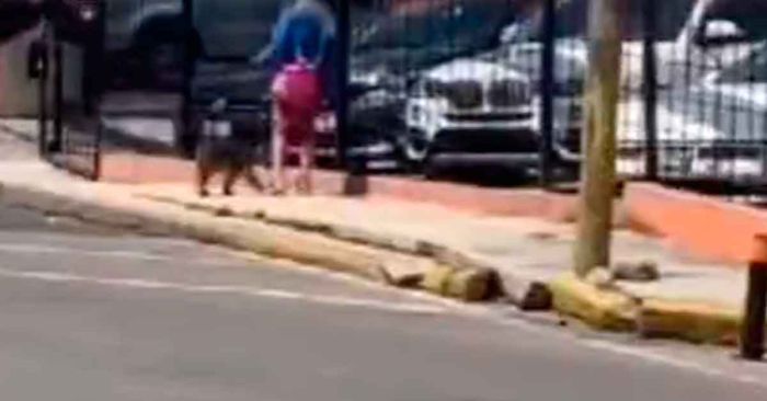 Captan a una mujer paseando un cachorro de tigre en Esteban de Antuñano