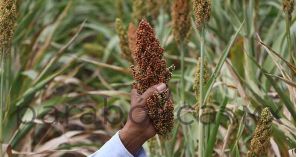 Impulsa gobierno de Sergio Salomón producción de sorgo en Puebla