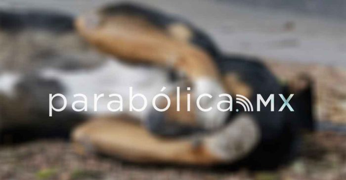 Desde Puebla, exigen investigar crueldad animal de empresas constructoras en Baja California