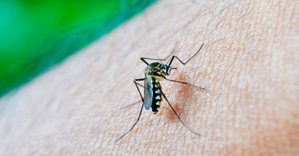 Reportan en Puebla 28 casos de dengue en las últimas horas