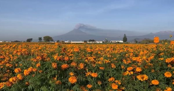 Adorna flor de Cempasúchil mercados, paisajes y los volcanes en Puebla
