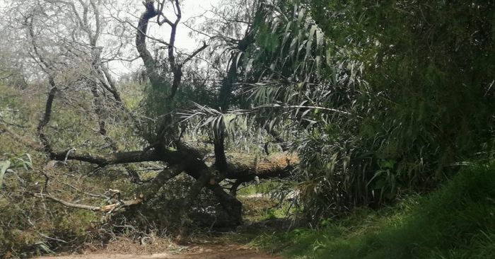 Cae árbol por las lluvias y un hombre pierde la vida