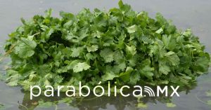 Destaca Puebla en la producción de cilantro con certificación FDA