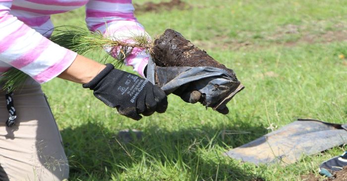 Benefician a 113 con plan de reforestación del gobierno estatal