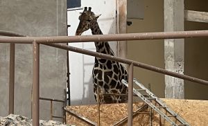 Padece la jirafa Benito hasta -11 grados; exigen destitución de titular de Profepa
