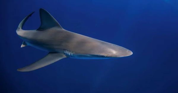 Dan positivo por cocaína unos tiburones frente a las costas de Brasil