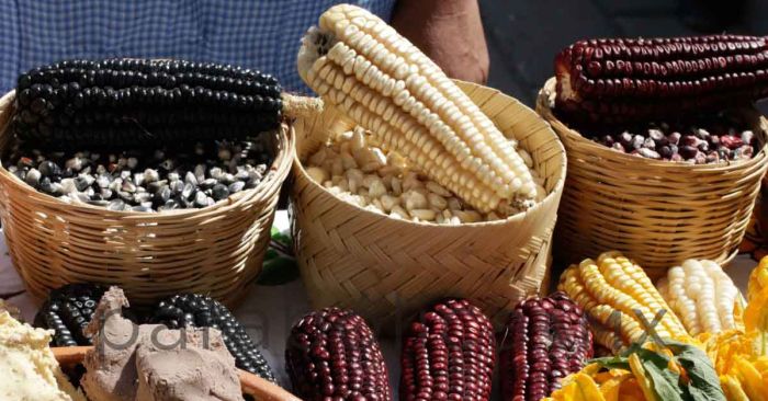 Habrá autosuficiencia en maíz blanco no transgénico: Julio Berdegue