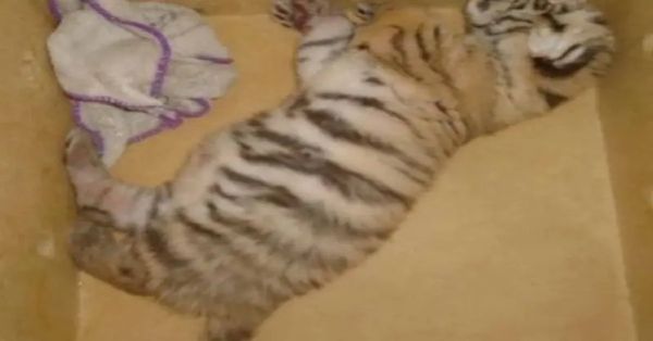 Rescatan en Yucatán a un cachorro de tigre de bengala