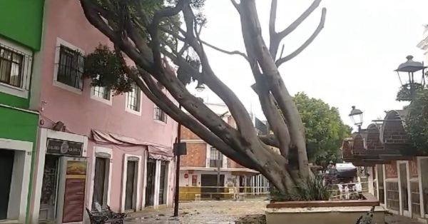 Acordonan árbol en el Barrio del Artista, se desplomó tras intensa lluvia