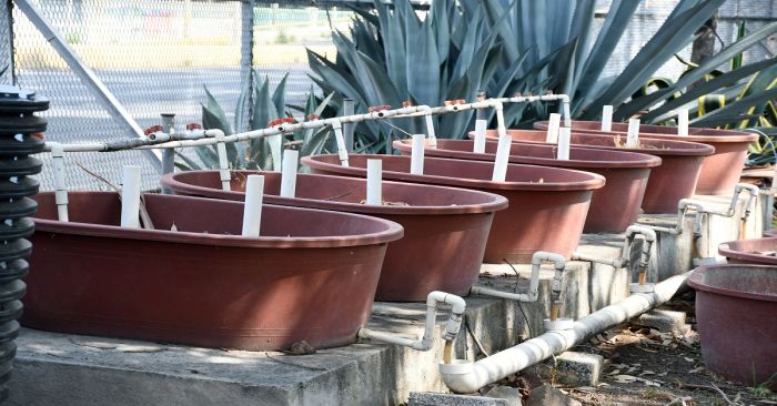 Propone investigadora BUAP poner en marcha humedales artificiales