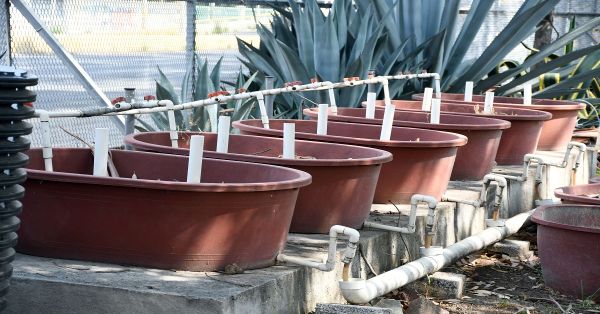 Propone investigadora BUAP poner en marcha humedales artificiales