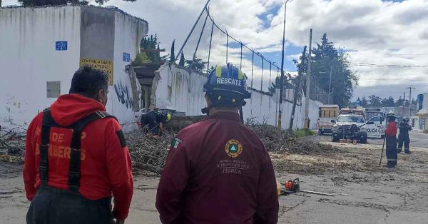 Atiende PC Estatal ca&iacute;da de &aacute;rbol en Xonacatepec