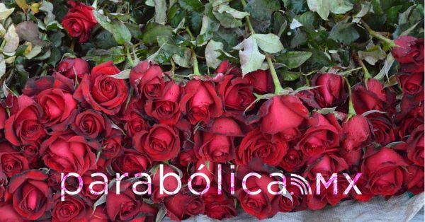 Comercializarán miles de rosas desde Atlixco por el Día del Amor