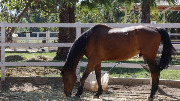 Rescata Cuacolandia a más de 300 caballos