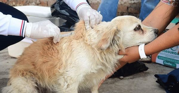 Detectan caso de rabia canina en Colima tras 30 años
