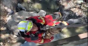 Rescata PC a perrito que cayó a un barranco de 30 metros de profundidad