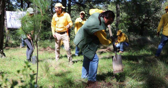 Reforestará gobierno estatal la Mixteca con 300 mil plantas