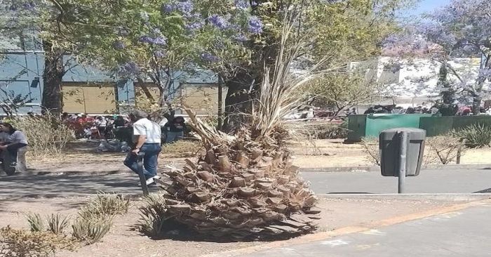 Retiran plantaciones en el Jard&iacute;n Paseo de San Francisco, ten&iacute;an plaga