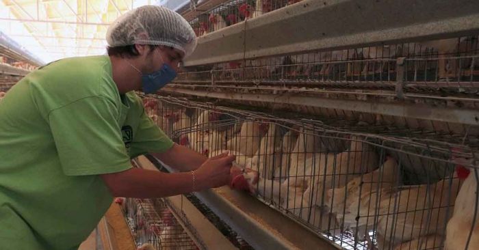 Rechaza Salud que mexicano muriera por gripe aviar H5N2