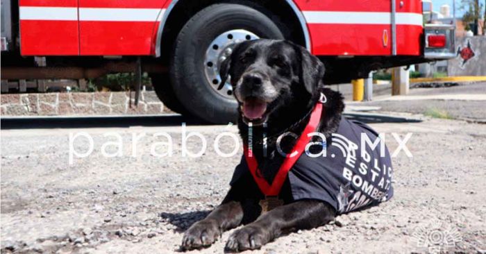 Homenajean a “Dana”, fallecida ejemplar canina de Bomberos