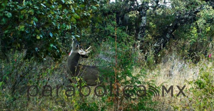 Capta Medio Ambiente vida silvestre en San Andrés Cholula