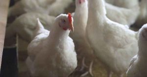 Corrige OMS, muerte de mexicano no fue por gripe aviar