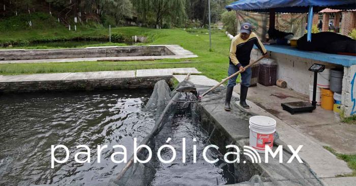 Listos, criaderos de truchas de Tlahuapan para recibir turistas