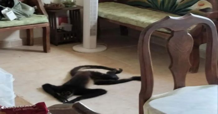 Busca mono refugio en departamento de Cancún por Huracán Beryl