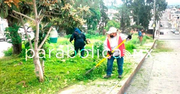 Realiza ayuntamiento 796 mil 636 metros cuadrados de poda en calles, Parques y Jardines