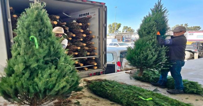 Inspecciona Profepa más de 164 mil pinos de Navidad importados de EU