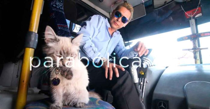 Conoce a &quot;Zafiro&quot; el gato cobrador de la Ruta de los &quot;Morados&quot;